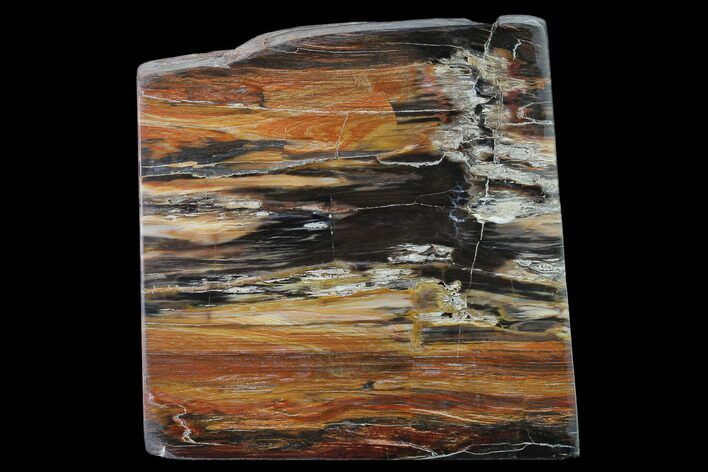 Petrified Wood (Araucioxylon) Rip-Cut - Circle Cliffs, Utah #135646